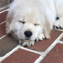 Golden Retriever Puppies from Goldens for You