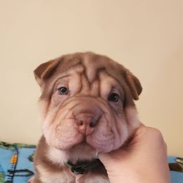 Federal - Brown male Chinese Shar-Pei puppy in Ste. Marie, Illinois from JoShel’s Silver Lined Wrinkles and Tails