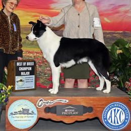 Bullet - Border Collie