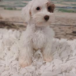 Miniature Schnauzer, Poodle, Schnoodle, and Whoodle Puppies from Kaleidoscope Kennels