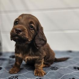 Cooper - Red male Dachshund puppy in Anaconda, Montana from Montana Country Dachshunds