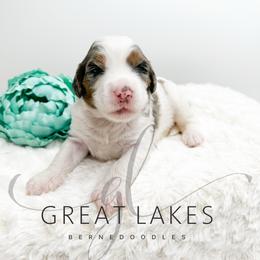 Vittoria - Blue merle female Bernedoodle puppy in Baroda, Michigan from Great Lakes Bernedoodles