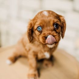 Cavalier King Charles Spaniel Puppies from Cavi Cutie Collective