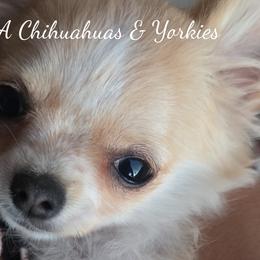 Chihuahuas and Yorkshire Terriers from PWA Chihuahuas & Yorkies