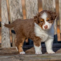 Ray - Red tri-color male Miniature American Shepherd puppy in Niles, Michigan from Impression Dogs