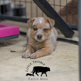 Neo - Red speckled male Australian Cattle Dog puppy in Deer Lodge, Tennessee from Littletrouble Cattle Dogs