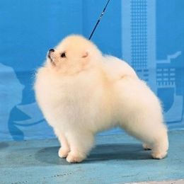 Pomeranian Puppies from Sparkle Plenty Poms