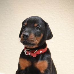 Doberman Pinscher Puppies from Obsidian Kennels