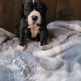 Great Dane Puppies from Hundeity Great Danes