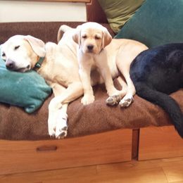 Labrador Retrievers from Holly Wilson's Labrador Retrievers