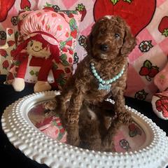 Assorted Doodle Crosses, Maltese, and Poodle Puppies from House of Poodles