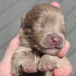 REX - Beaver male Pomeranian puppy in Hooksett, New Hampshire from Granite State Pomeranians