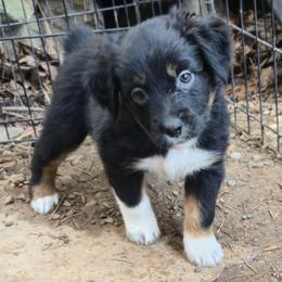 Cookie - Black tri-color female Australian Shepherd puppy in Colfax, Washington from Arbor hill Australian Shepherds