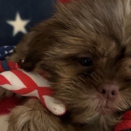 Girl 3 - Liver Shih Tzu puppy in Wooster, Ohio from Mending Hearts Shih Tzu's