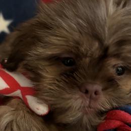 Girl 3 - Liver Shih Tzu puppy in Wooster, Ohio from Mending Hearts Shih Tzu's