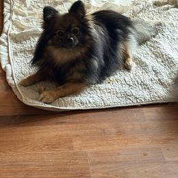 Nancy - Wolf sable female Pomeranian puppy in Grass Lake, Michigan from Chantilly Lace Poms