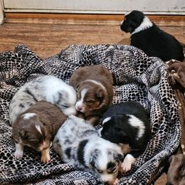 Australian Shepherd and Swedish Vallhund Puppies from SunFire Kennel
