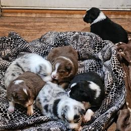 Australian Shepherd and Swedish Vallhund Puppies from SunFire Kennel