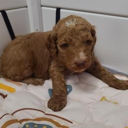 Black collar - Red  male Poodle puppy in Colorado Springs, Colorado from Silly's Standard Poodles