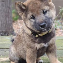 Ripple - Sesame male Shiba Inu puppy in Grand Rapids, Michigan from Takikawa Shiba Inu