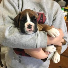 Boxer Puppies from Minstrel Boxers