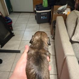 Female 1 - Chocolate and tan female Dachshund puppy in Houma, Louisiana from Portier’s Mini Dachshunds