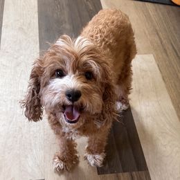 Cavalier King Charles Spaniels and Cavapoos from PJE Cavs and Poos