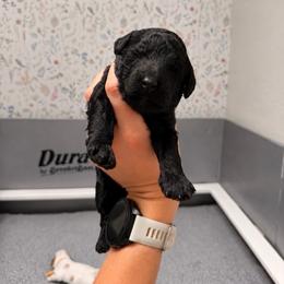 Oki Girl 4 - Black and white female Cavapoo puppy in Pleasant Grove, Utah from Destination Doodles