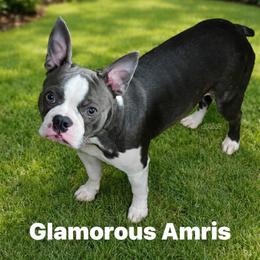 Amris - Boston Terrier
