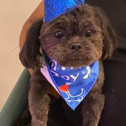Shih Tzu Puppies from Grandma Ts Precious Puppies