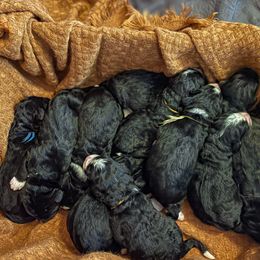 Bernedoodle Puppies from West by God Doods