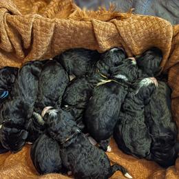 Bernedoodle Puppies from West by God Doods