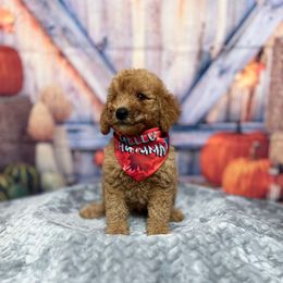 Scout - Red  male Goldendoodle puppy in Apopka, Florida from Rae Precious Puppies