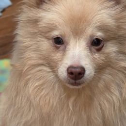 Mac - Beaver male Pomeranian puppy in El Centro, California from BabyBooPoms