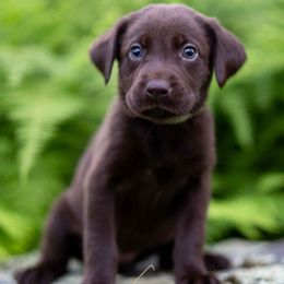 English Springer Spaniel and Labrador Retriever Puppies from Woodland Kennel