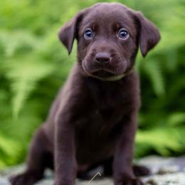 English Springer Spaniel and Labrador Retriever Puppies from Woodland Kennel