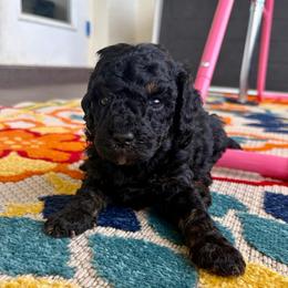 Miso - Phantom male Goldendoodle puppy in Brooksville, Florida from Spring Prairie Doodles