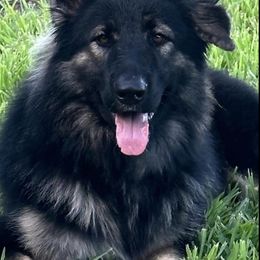 Working Dog Crosses from Lone Star King Shepherds