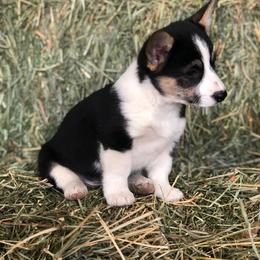 Pembroke Welsh Corgi Puppies from Naomi’s Corgis