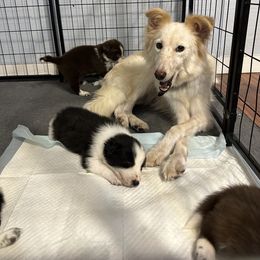 Luna - Border Collie