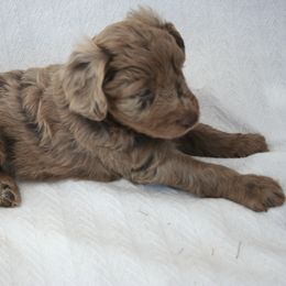 Aussiedoodle Puppies from Loving Doodle