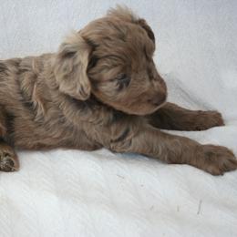 Aussiedoodle Puppies from Loving Doodle