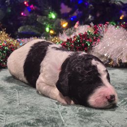 Orange Collar - Parti male Poodle puppy in Patterson, California from Paterson Poodles