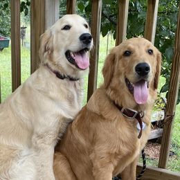 Golden Retrievers from Precious Kennel Retrievers
