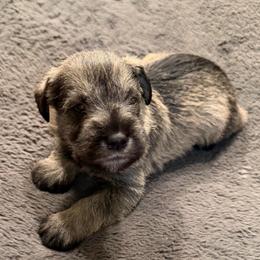 Burgundy collar - Salt and pepper male Miniature Schnauzer puppy in Hiddenite, North Carolina from Beyond Blessed Pawz