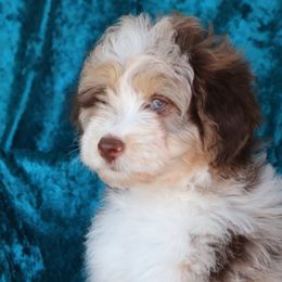Aussiedoodles, Cockapoos, and Goldendoodles from West Coast Doodles