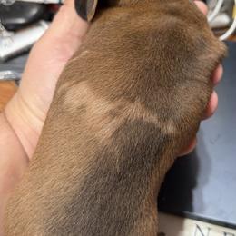 Dachshund Puppies from Witchy Woman’s Wiener’s