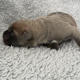 Boy 1 - Gray and fawn male Cane Corso puppy in Tremonton, Utah from Westland Kennels