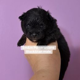 Black and tan - Black and tan male Pomeranian puppy in Kentucky from Em&M Pomeranians