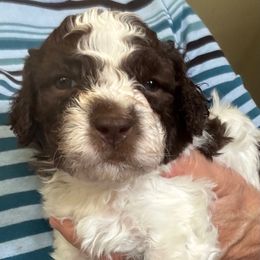 Patch boy 1 - Brown male Lagotto Romagnolo puppy in Riverdale, California from Curly Acres Lagotto Romagnolo